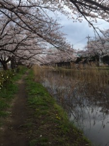 葛西用水路　桜並木